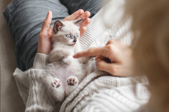 膝の上の子猫