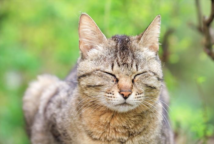 目を閉じた野良猫