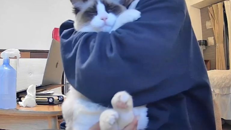 抱っこされている猫