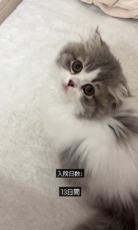 こちらを見上げる猫