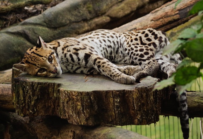 動物園の展示スペースでくつろぐオセロット