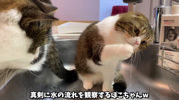 水道から出る水を触ろうとする猫