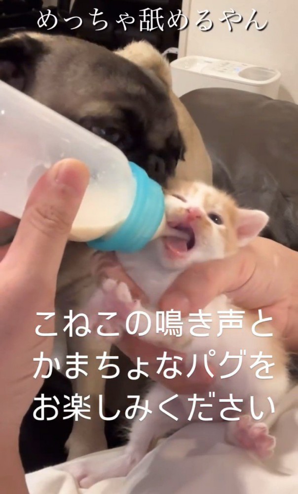 ミルクを飲む子猫と形にいる犬