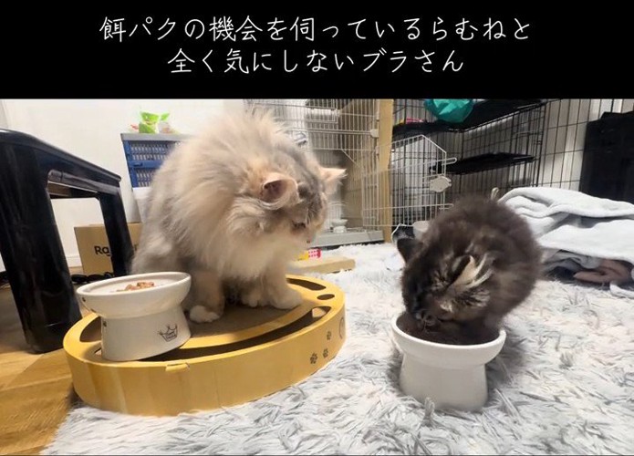 子猫のごはんを見る猫