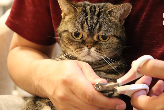 飼い主に爪切りをされて悲しげな表情の猫