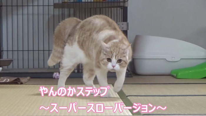 背中を丸めて歩く猫