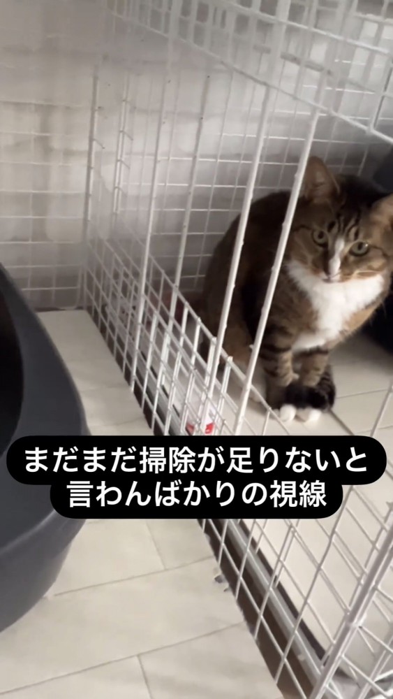 見つめる猫