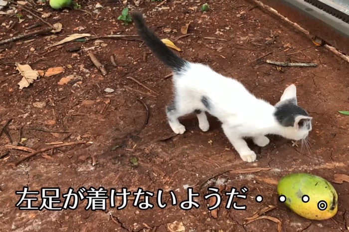 左足が着けないようだの文字と子猫