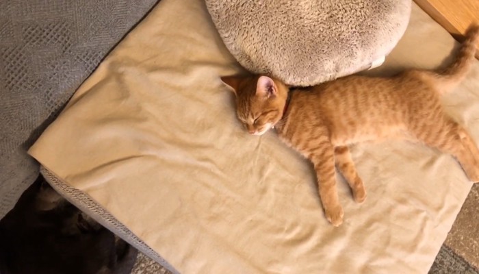 眠るふたり