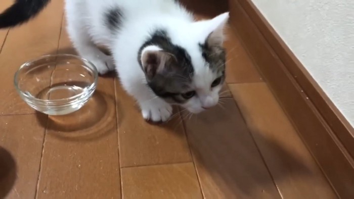 水の器の近くの子猫