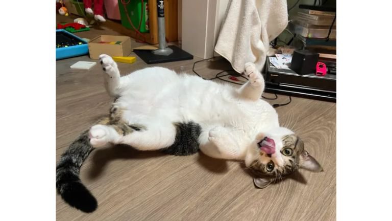 ヘソ天している猫