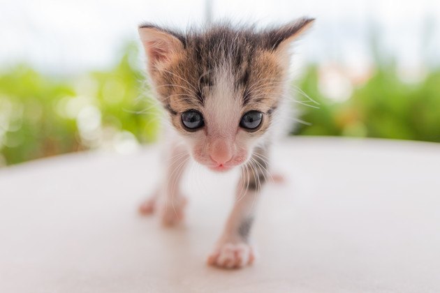 生後1週間の子猫