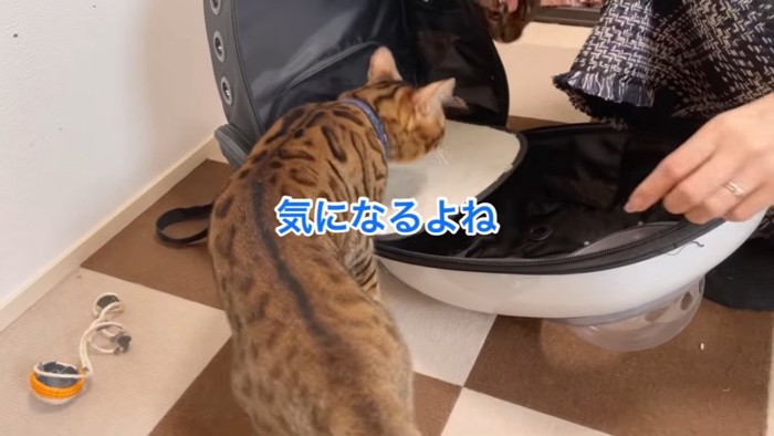 キャリーバッグに入ろうとする猫