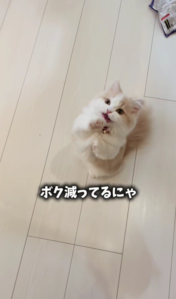 ごはんをねだる猫