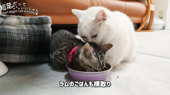 子猫と白猫