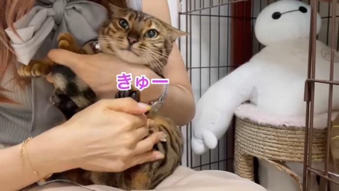 抱っこされて小さくなる猫