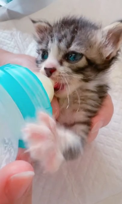 ミルクを飲んでいる子猫