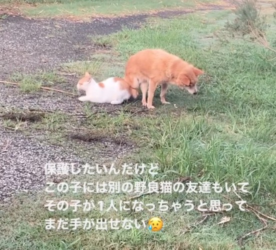 おしりを合わせる野良猫さん