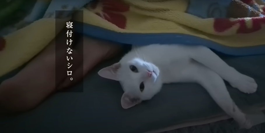 寝ようとする猫%%