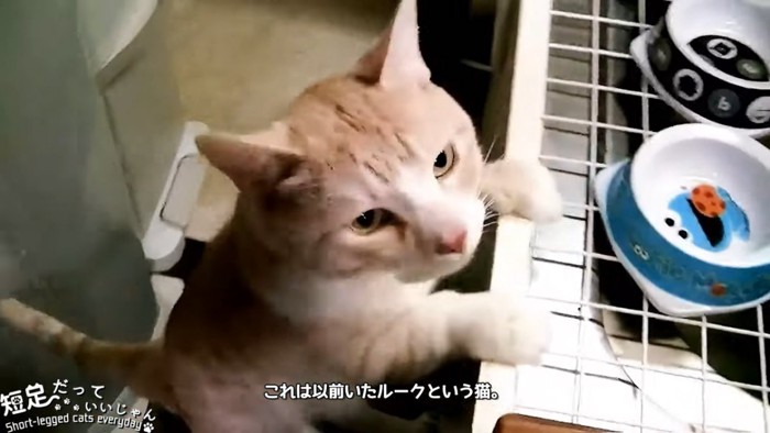 茶色の猫