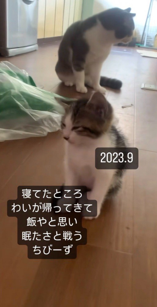 もう1周様子を伺う飼い主さん