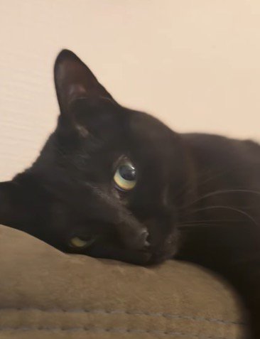 リラックスしながら飼い主を見つめる猫