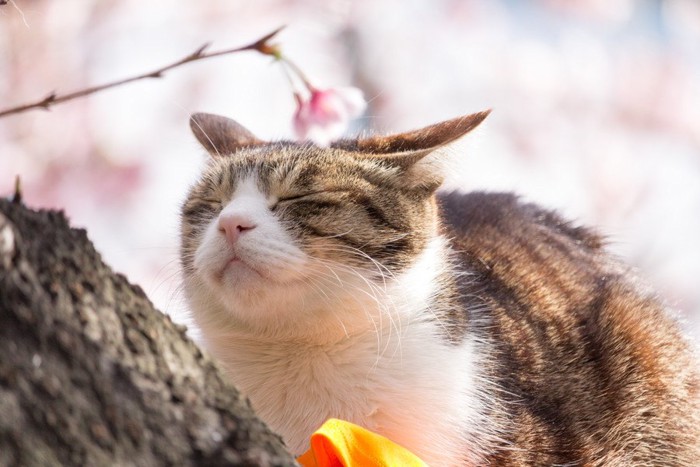 桜の花と猫