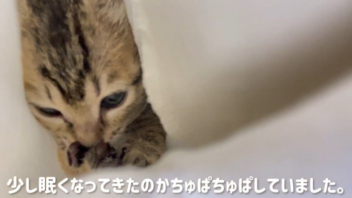 前足を吸う子猫