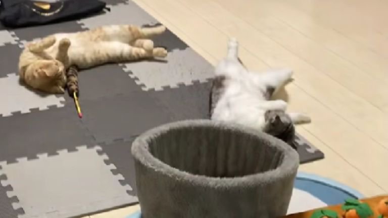 寝転がっている猫たち