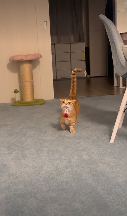 おもちゃをくわえたまま飼い主さんへ近づくらむくん