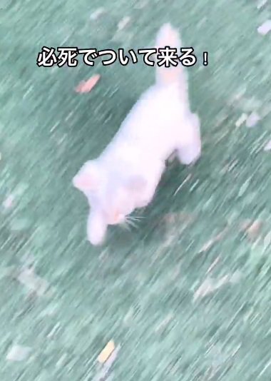 芝生の上を走る猫（必死でついて来る！）