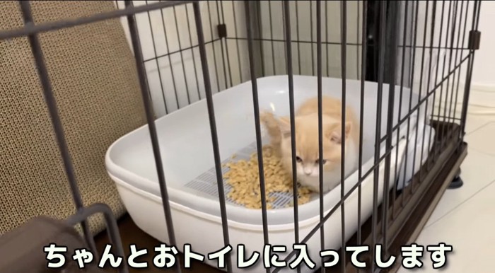 トイレの中の猫