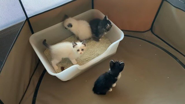 密着して排泄する保護子猫