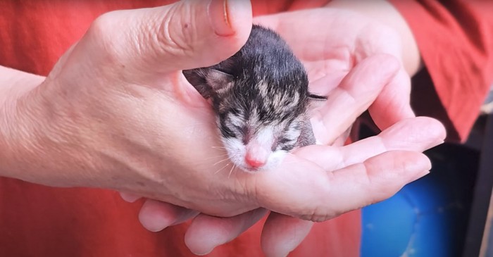 両手の中にいる目の開いていない小さな子猫