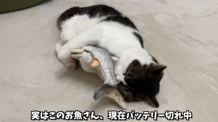 魚のおもちゃを抱きかかえる猫