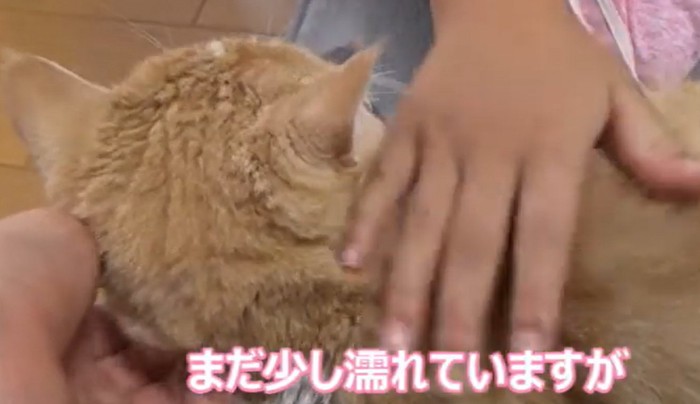 触られる猫（まだ少しぬれていますが）