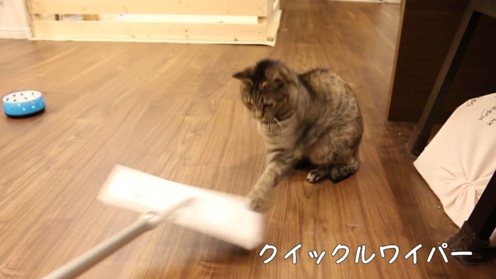 クイックルワイパーにパンチする猫