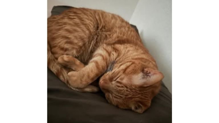 室内にいる猫