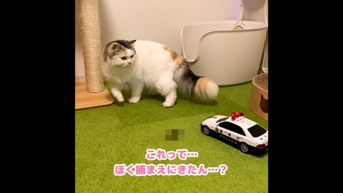 ミニパトカーと猫