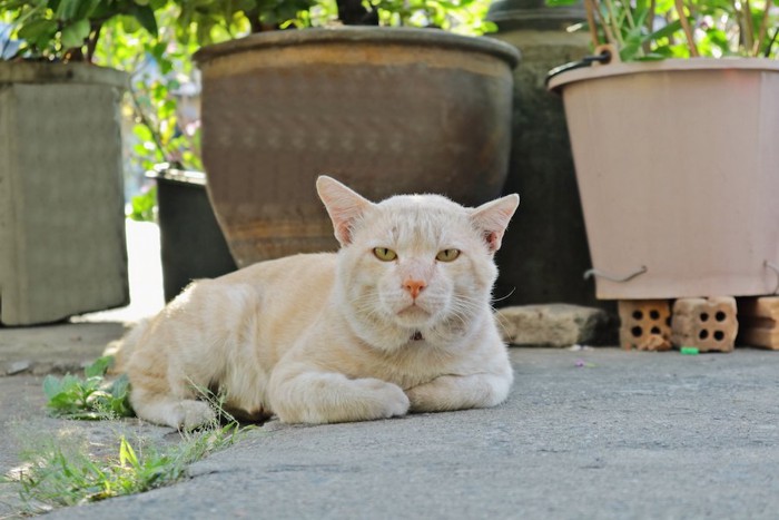 庭でくつろぐ猫