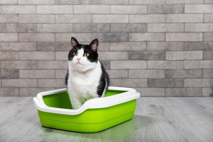 トイレの中の猫