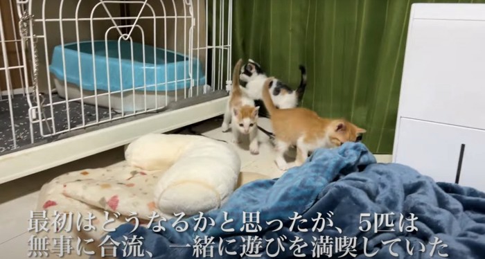 子猫3匹