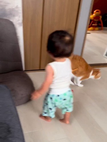 走る猫