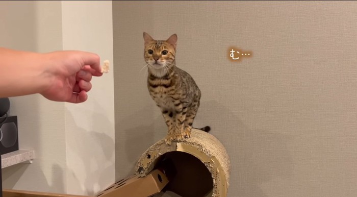 オヤツを見つめる猫