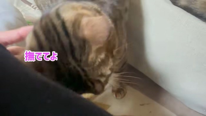 飼い主に頭突きする猫