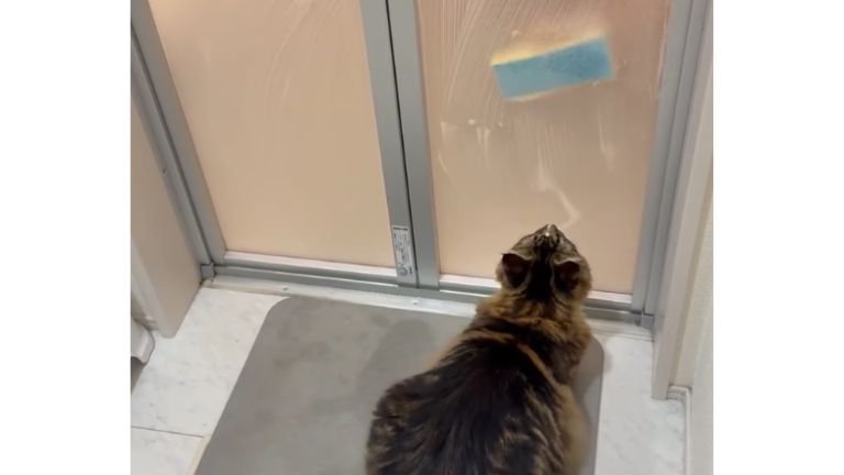 お風呂のドアの前にいる猫