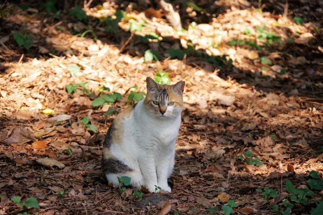 不機嫌な猫