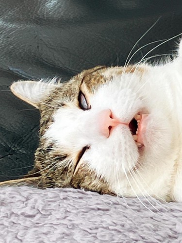 寝ている猫の顔