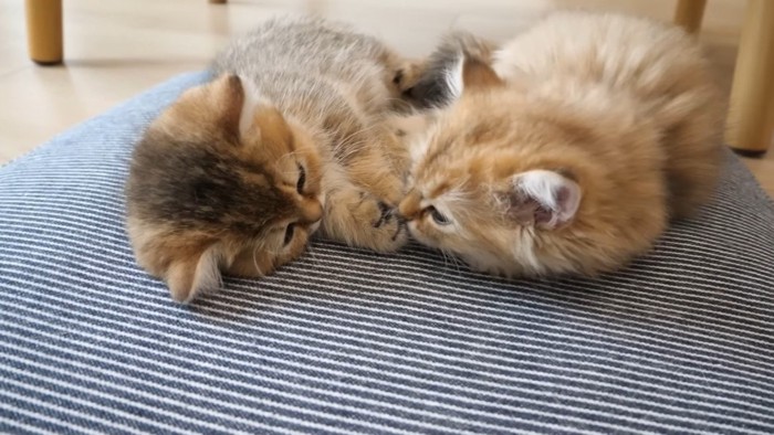 前足を舐めて