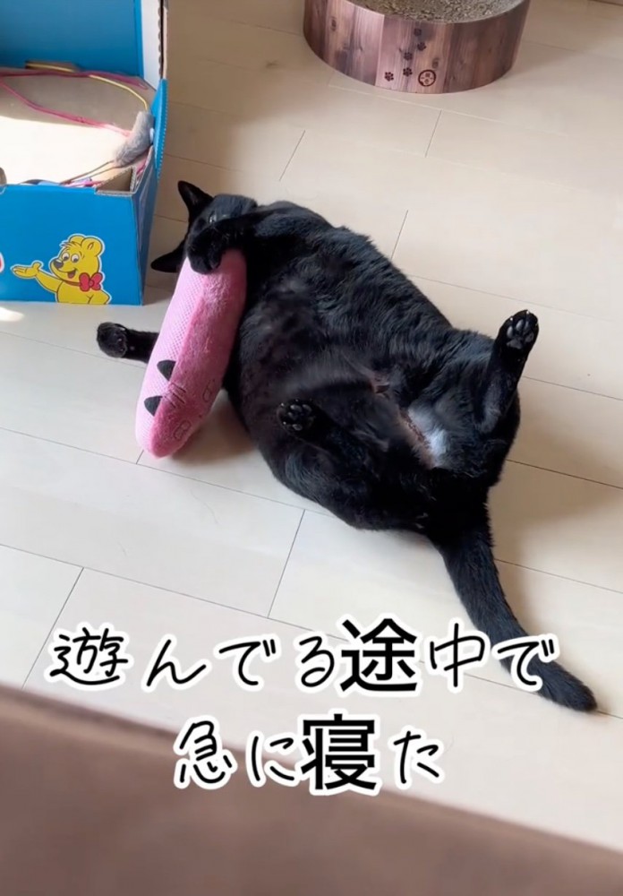 ぬいぐるみで遊ぶ猫